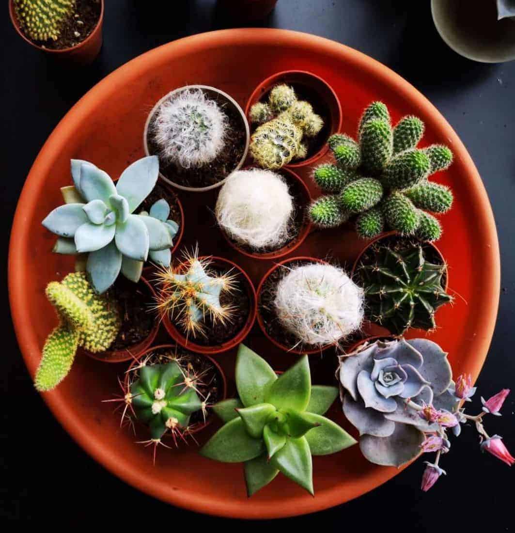 How to Care for Succulents and Cacti Indoors