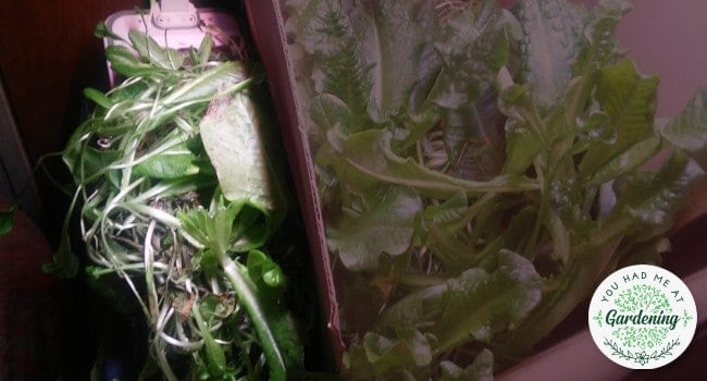 AIBSI Indoor Herb Garden Kit - day 42 update