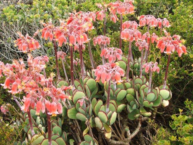 Cotyledon orbiculata with flowers