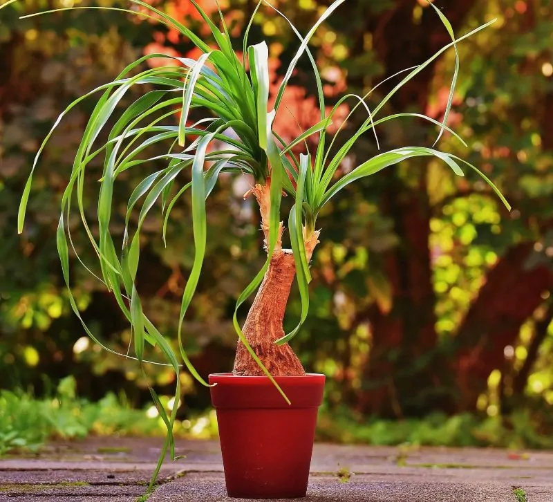 Beaucarnea Guatemalensis (Red Ponytail Plant)