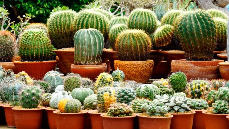 Multiple Types of Cacti