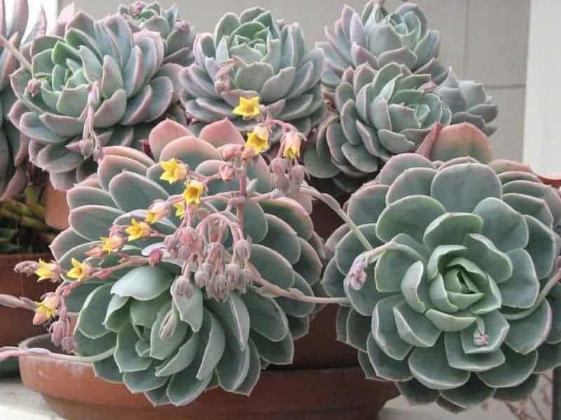 Group of Echeveria plants with sprouting yellow flowers