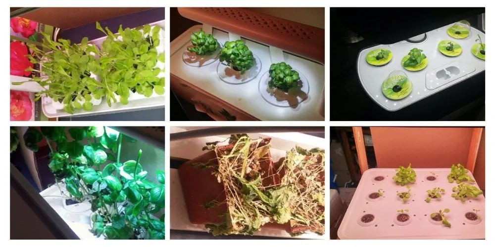 collage of 6 of the best indoor herb garden kits
