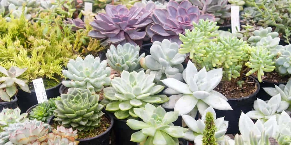 multiple types of succulents