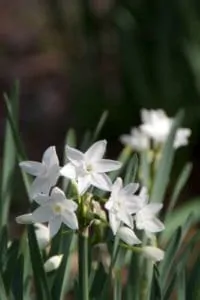 Narcissus papyraceus Christmas flowers 