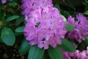 Rhododendron Christmas flowers