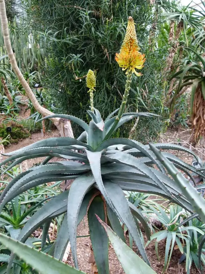 Aloe Africana plant