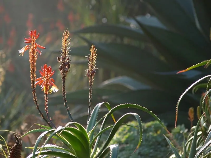 Aloe Candelabra in the wild
