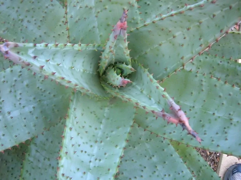Top view of a green aloe plant with spiked edges.