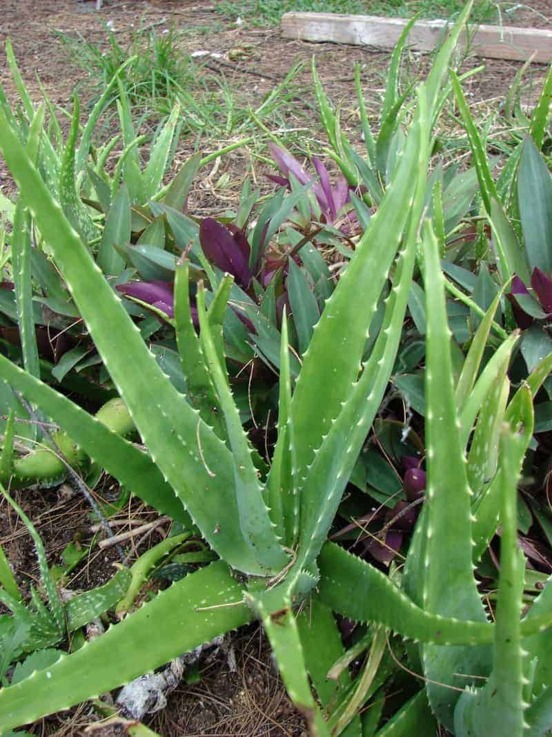Aloe Massawana