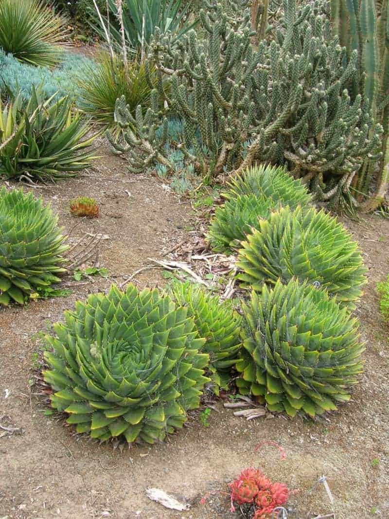 Spiral Aloe drought tolerant