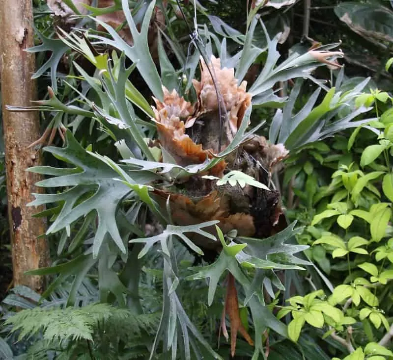 A staghorn fern, one of the plants that don't need sunlight, growing on a tree in a lush green setting.