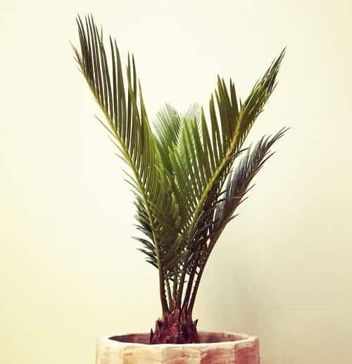 Japanese sago palm - Best Shade Plants