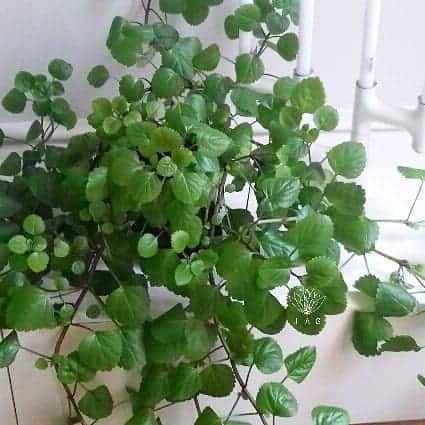 Swedish Ivy - Best Shade Plants
