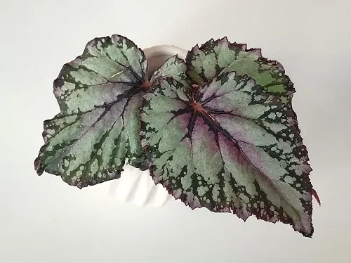 One of The Best Shade Plants: Rex Begonia