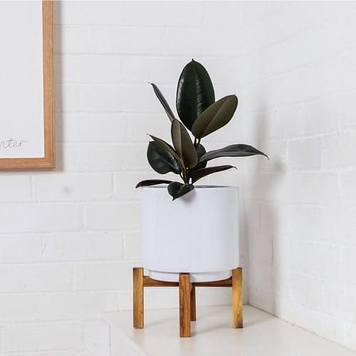Rubber plant - Best Shade Plants