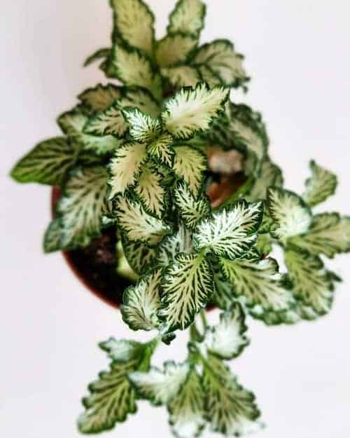 Nerve plant - Best Shade Plants