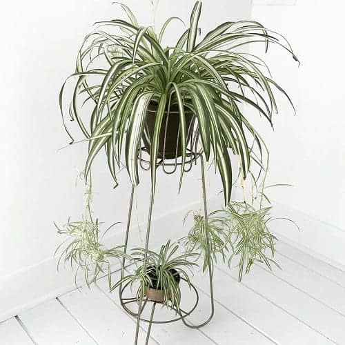 Spider Plant - One of Our Favorite Shade Plant