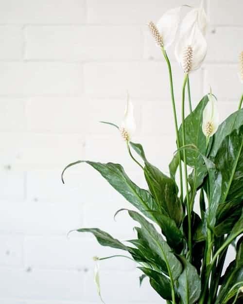 Flowering Shade Plant - Peace Lily