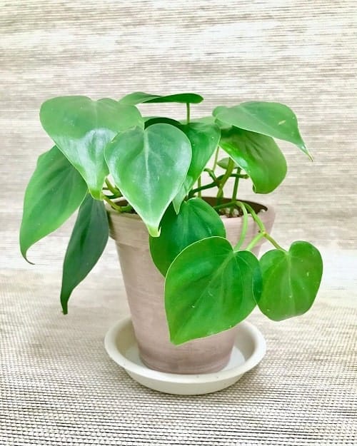 Heartleaf philodendron - Best Shade Plants