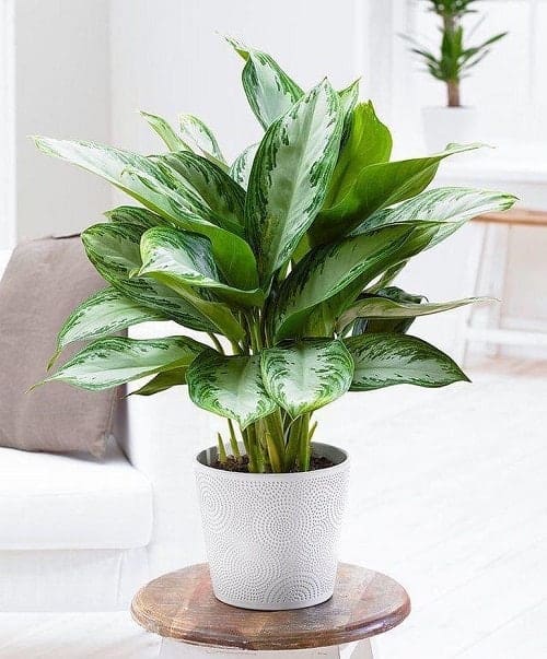 Chinese evergreen - Best Shade Plants
