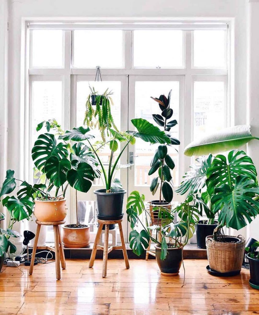 Best Plants For Shade Indoors - www.inf-inet.com