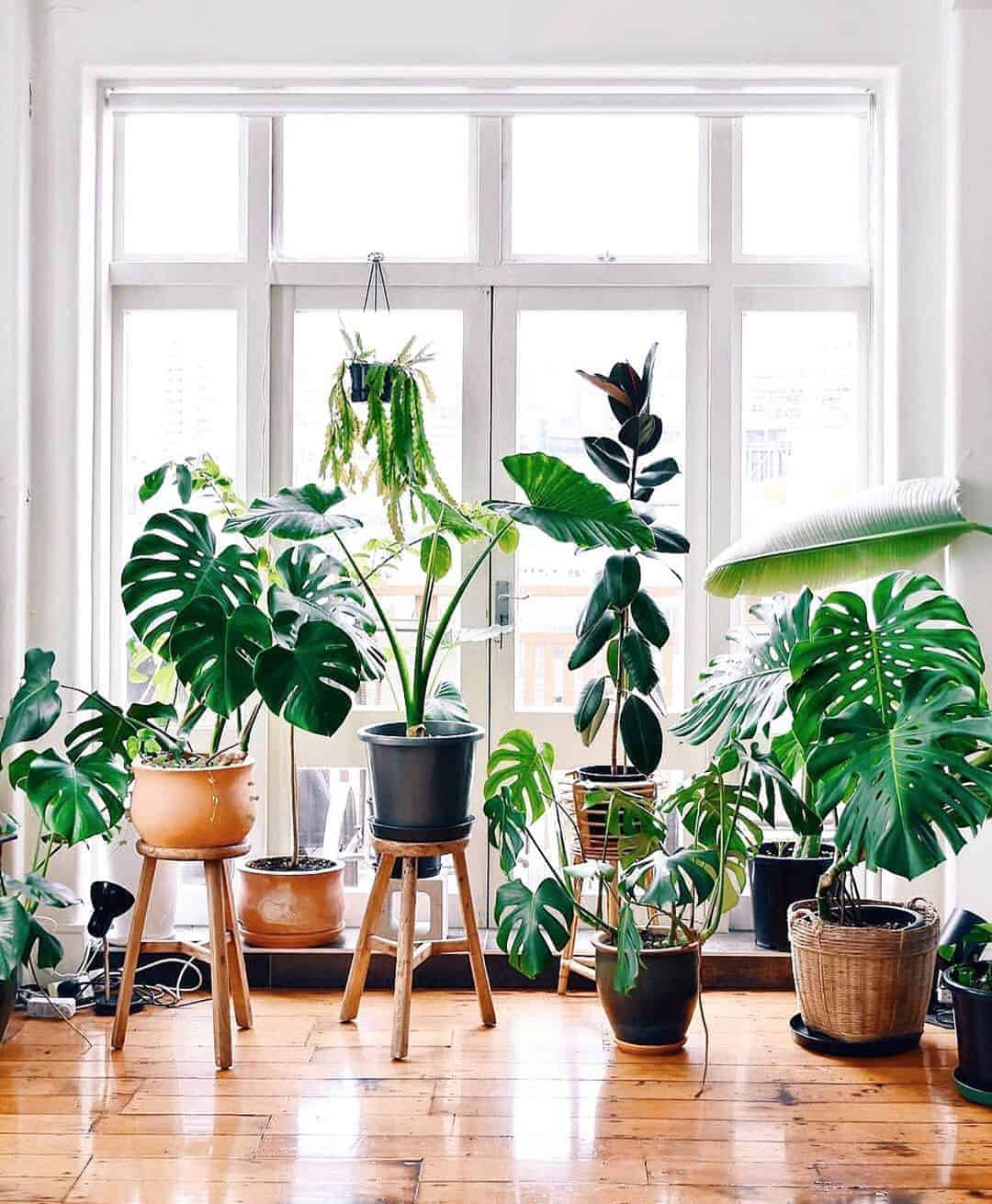 Indoor plants for dark areas