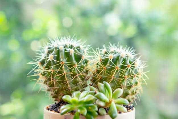 Cactus and mini jade plant in a pot