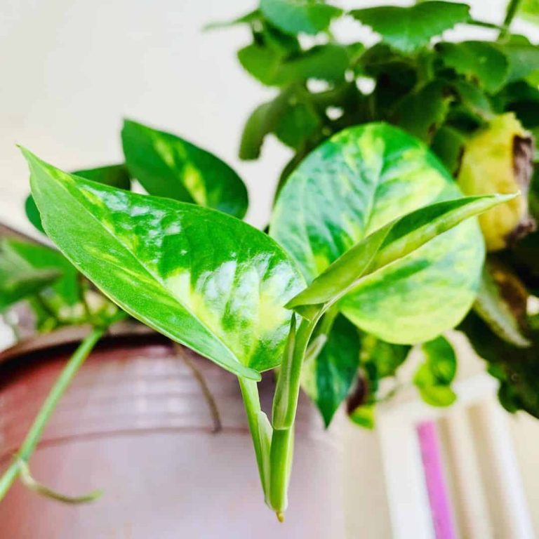 21 Best Office Plants to Liven Up Your Workspace This Year