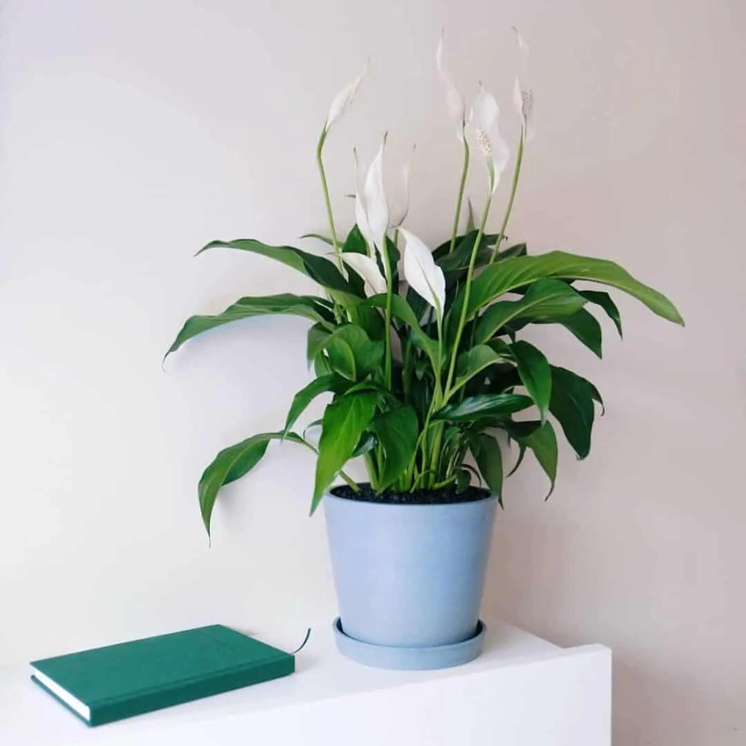 Peace Lily (Spathiphyllum spp.)