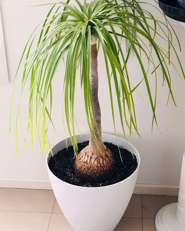Ponytail Palm Tree (Beaucarnea recurvata)