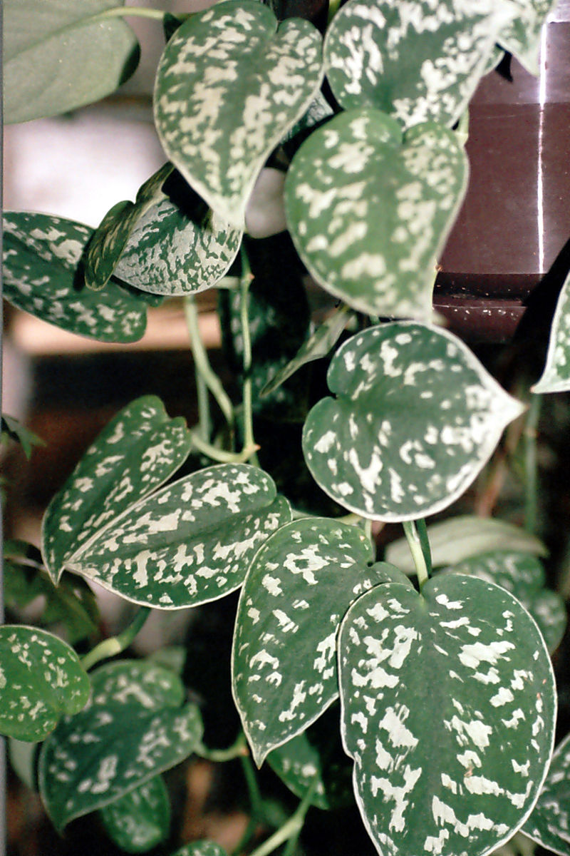 Faux Philodendron Types - Scindapsus pictus