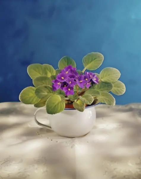 african violet on a cute white cup