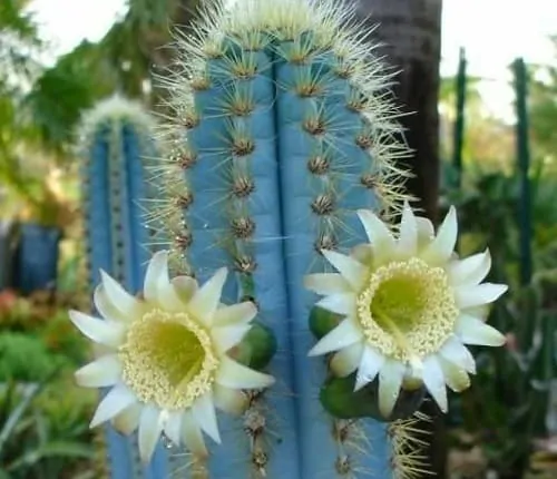 blue flame cactus drought tolerant plants