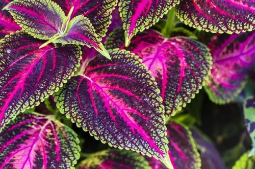 Coleus plant with a bright pink shade
