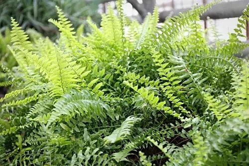 ferns drought resistant plants