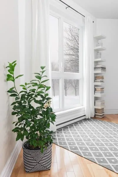 large indoor plants lemon tree with a sprouting flower