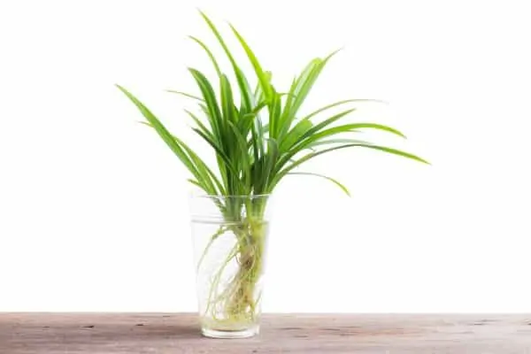 house plants that grow in water