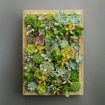 succulent wall ideas