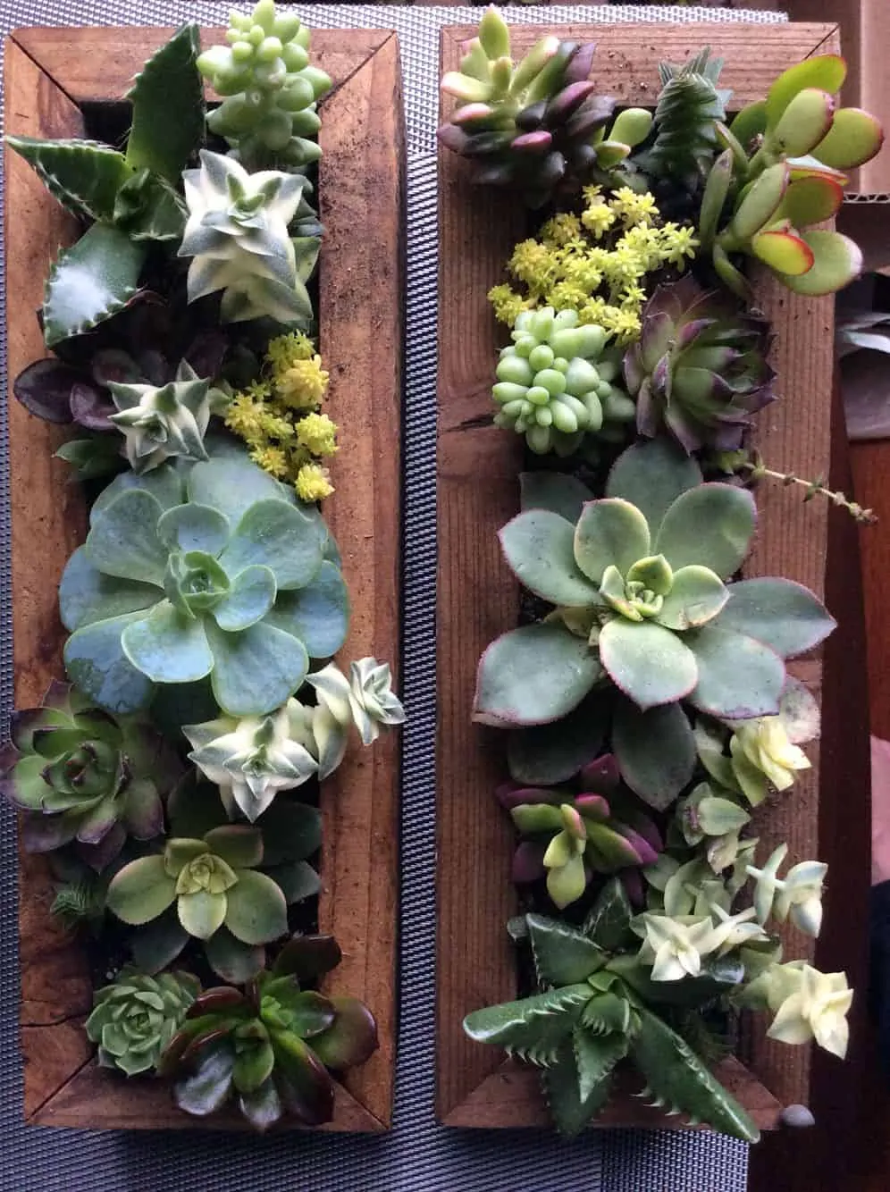 how to make a succulent wall
