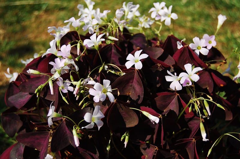 oxalis triangularis care