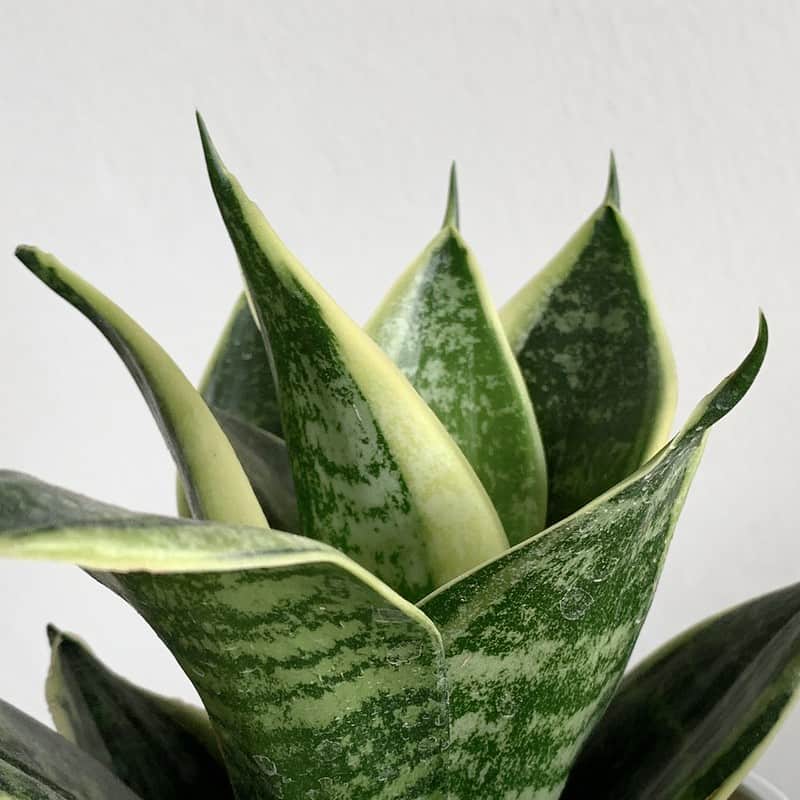 15 Reasons Why The Snake Plant Has Benefits Proven By Researchers