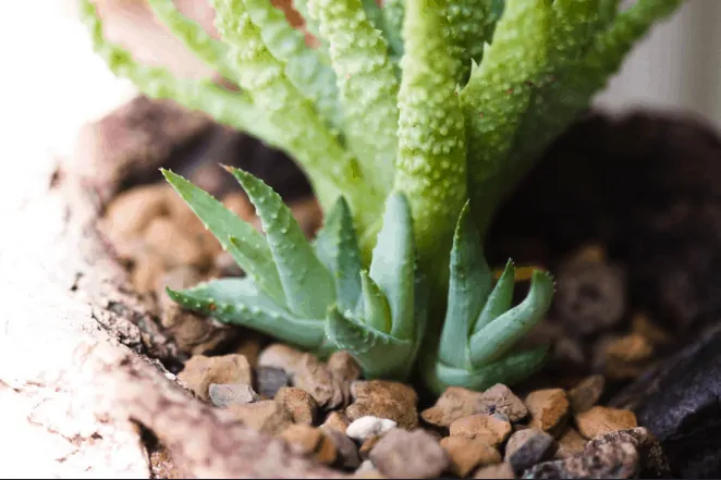 Succulent plant, how to propagate aloe, growing among small pebbles and organic debris.