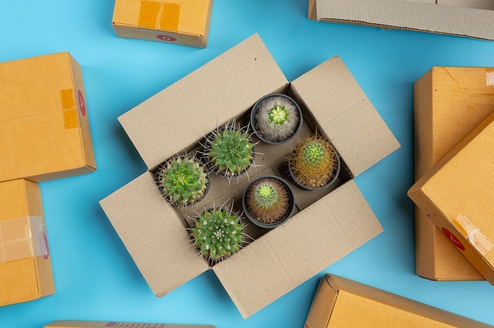 cactus box
