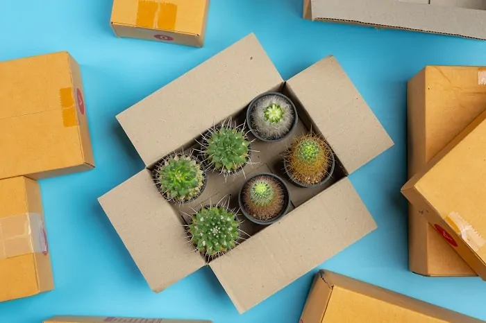 Cardboard boxes as cactus box