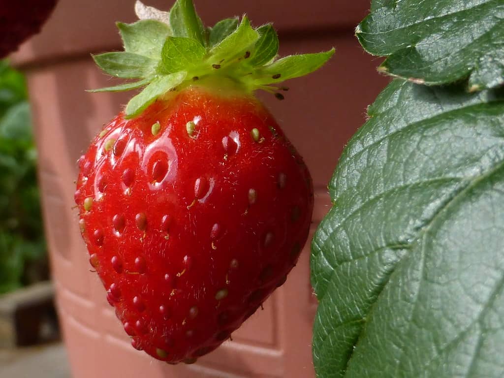 small indoor plants strawberries