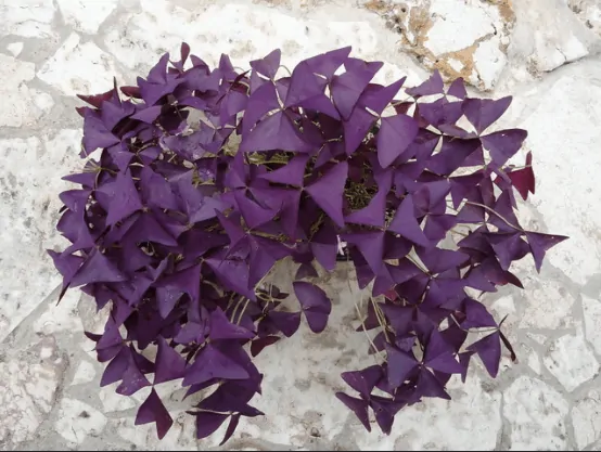 Oxalis triangularis (purple or fake shamrock)