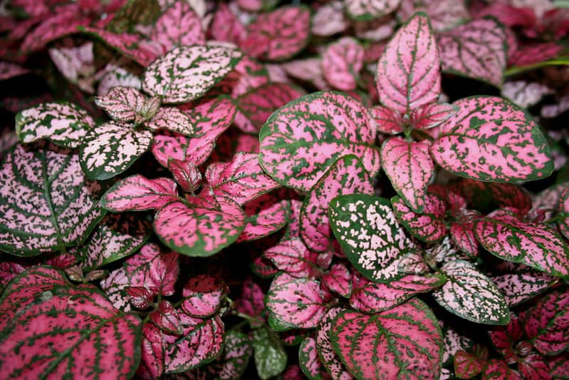 pink polka dotted plants