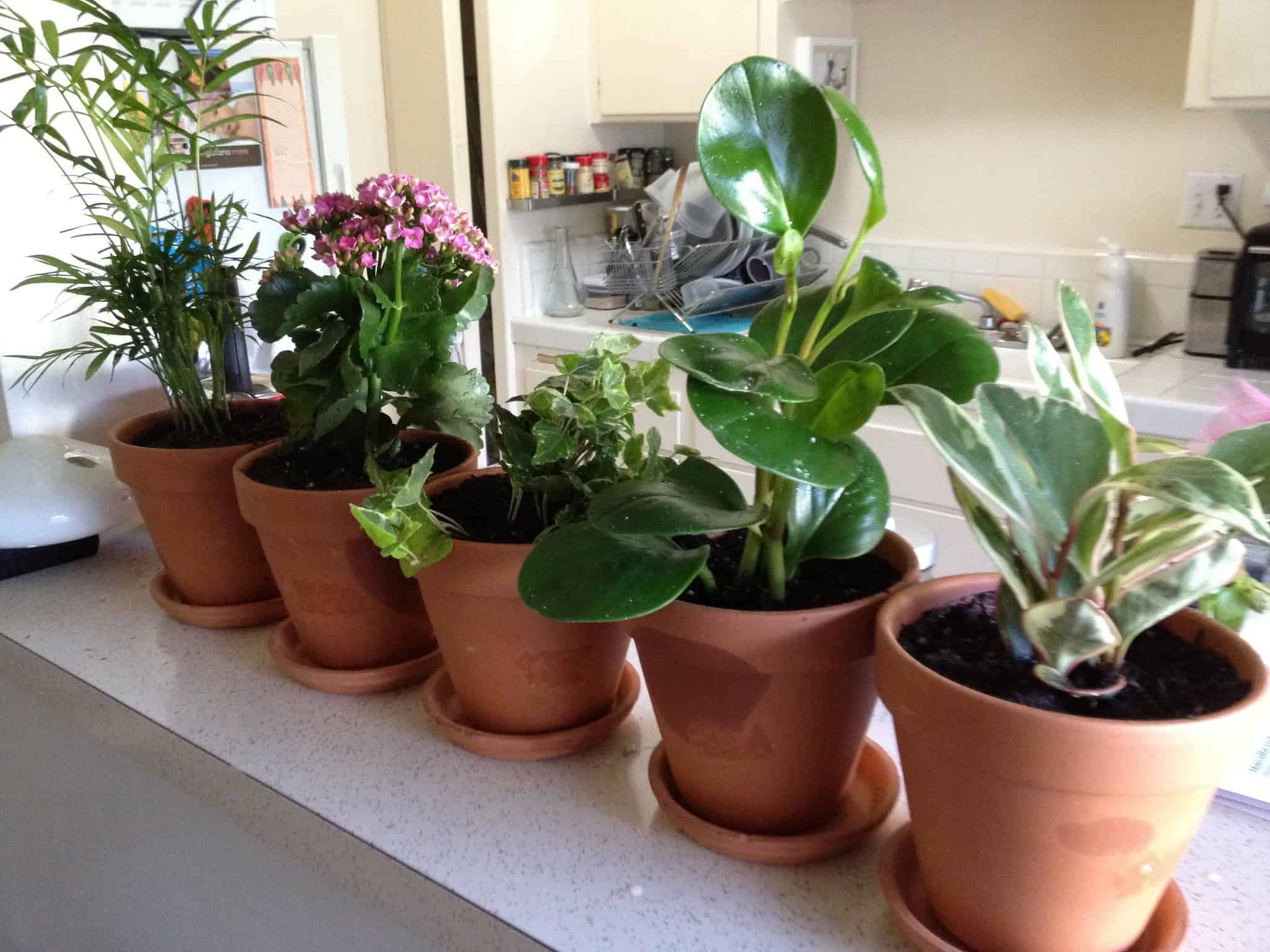 various plants in pots
