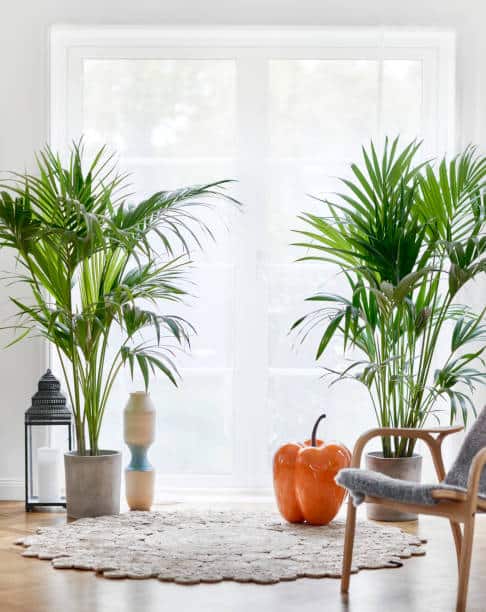 indoor palm trees